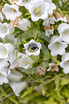 A blue wood bee, Xylocopa violacea, searches for pollen in a bellflower
