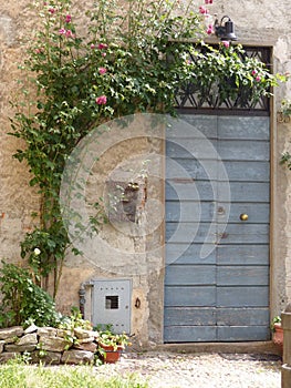 Blue wood door with  a roses  plant around to Bergamo in Italy.