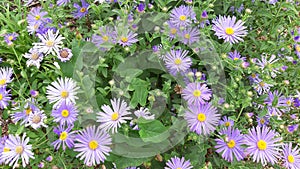 Blue Wood or Rhone Asters at Garden Centre in Montrouge