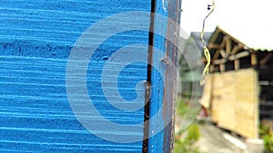 Blue wood texture background and ants