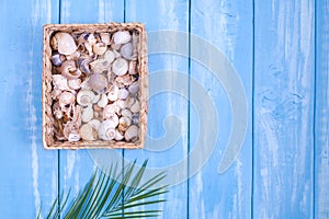 Blue wooden background, many different shells. Free space for text. Copy space, flat lay