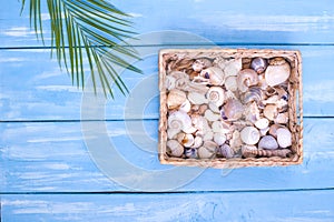 Blue wooden background, many different shells. Free space for text. Copy space, flat lay