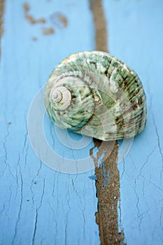 Blue wooden beach floor green sea shell