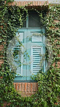 Blue wooden window on brick wall covered with green plants