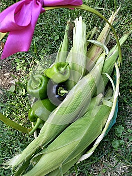 Blue woven basket with pink bow filled with freshly picked peppers and corn