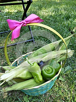 Blue woven basket with pink bow filled with freshly picked peppers and corn