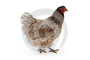 Blue Wyandotte Hen Isolated on White - Extracted