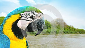 Blue and yelllow macaw of the Brazilian Pantanal. photo