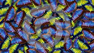 Blue and yellow abstract texture background. Butterflies Morpho. Wings of a butterflies Morpho. Flight of bright blue and yellow b