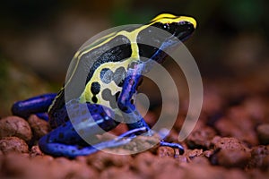 Blue and yellow amazon Dyeing Poison Frog, Dendrobates tinctorius, in nature habitat