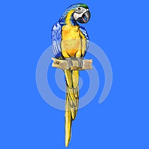 Blue-and-yellow Ara macaw parrot or Ara ararauna isolated on white background. Hand drawn colorful tropical bird, home