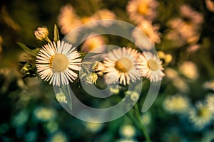 Blue and yellow background with daisies