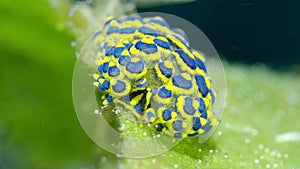 Blue and yellow bicolor nudibranch