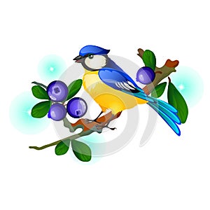 Blue and yellow bird sitting on a branch with blue berries isolated on white background. Vector cartoon close-up