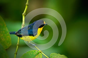 Blue and yellow bird Violaceous euphonia, Euphonia violacea, exotic bird from Trinidad and Tobago. Beautiful bird in the nature gr