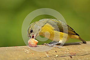 Blue and yellow bird Yellow-throated Euphonia, Euphonia hirundinacea, Costa Rica. Female of Euphonia feeding orange fruit. Bird wi