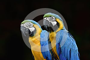 Blue and yellow birds expose against black background