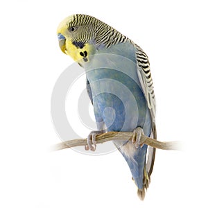 Blue and yellow budgie