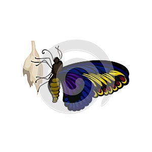 Blue-yellow butterfly on it s cocoon. Flying insect with beautiful pattern on wings. Entomology theme. Flat vector