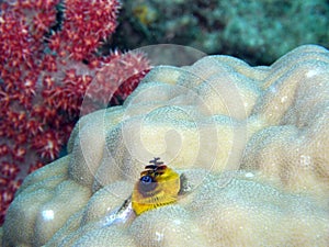 Blue and Yellow Christmas Tree Worm