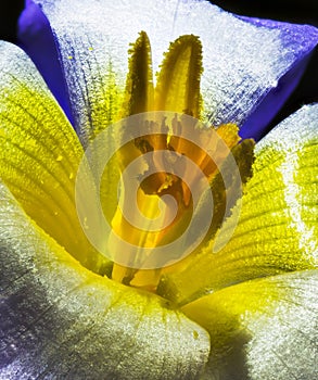 Blue and yellow crocus