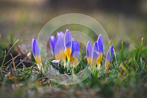 Blue-yellow crocuses sprout from the green meadow as the first signs of spring. Finally spring