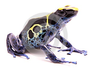 A blue yellow deying poison dart frog