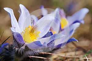 Blue and yellow early springy flower of pasqueflower photo