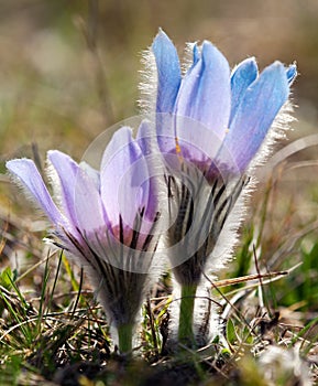 Blue and yellow early springy flower of pasqueflower photo