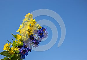 blue and yellow flower against the sky on a sunny day. Support Ukraine