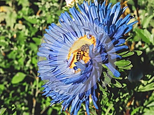 Blue-yellow flower with a bee. On a blue aster with a yellow core sits a bee. the bee collects pollen from the flower