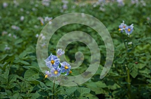 Blue yellow flowers of potato on green field. flowering potatoes field with green healthy leaves, close up. Blue