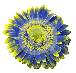 Blue-yellow gerbera flower on a white isolated background with clipping path. Closeup. For design.