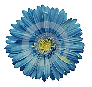 Blue-yellow gerbera flower, white isolated background with clipping path. Closeup. no shadows. For design.