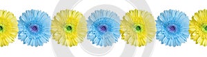 Blue and yellow gerbera flowers border on white background isolated close up, gerber flower seamless pattern, decorative frame