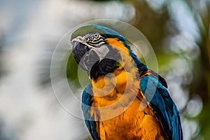 Blue and yellow or gold Macaw Ara ararauna , a talking parrot in a zoo