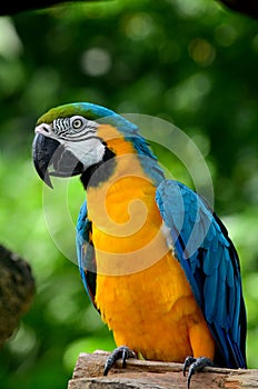 Blue and yellow gold macaw parrot