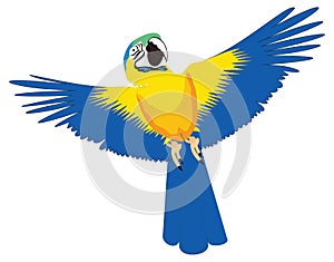 blue yellow gold macaw parrot fly bird vector illustration transparent background
