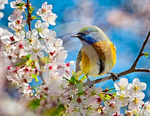 blue yellow green Bird songbird in Cherry Blossoms pink