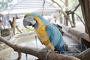 Blue, yellow, green, black and white parrot standing on a branch