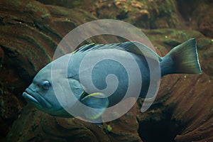 Blue-and-yellow grouper Epinephelus flavocaeruleus.