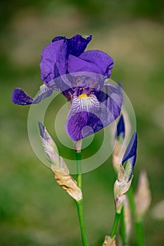 Blue And Yellow Iris Iris Unguicularis