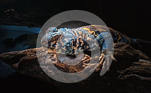 Blue and yellow lizard on natural wooden snag