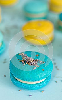 Blue and yellow macaroons on a solid blue background, lavender flowers on the top