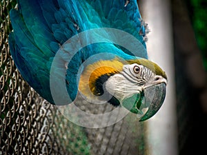 blue and yellow macaw