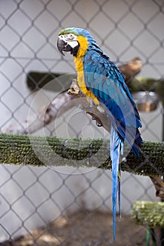 Blue yellow macaw