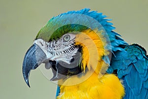 Blue and yellow macaw