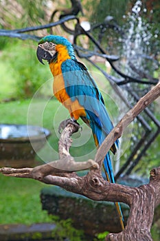 A blue and yellow macaw