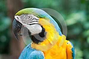 Blue-and-yellow macaw