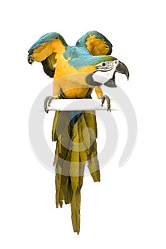 Blue-and-yellow Macaw photo